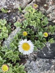 Erigeron flabellifolius