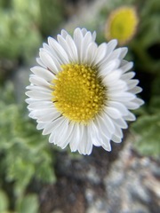 Erigeron flabellifolius