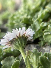 Erigeron flabellifolius