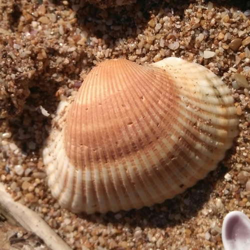 Kagoshima Blood Cockle