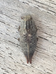 Dicerca tenebrica