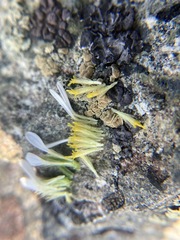 Erigeron flabellifolius