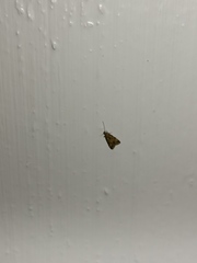 Brachmia blandella