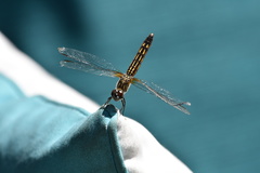 Pachydiplax longipennis