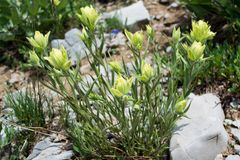 Castilleja flava