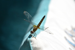 Pachydiplax longipennis