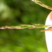 Agrostis - Photo (c) Matt Lavin,  זכויות יוצרים חלקיות (CC BY-SA)