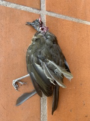 Turdus ignobilis