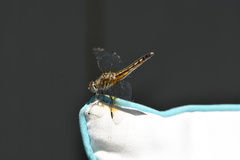 Pachydiplax longipennis