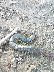 Scolopendra cingulata