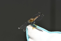 Pachydiplax longipennis