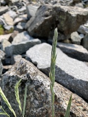 Elymus violaceus