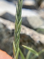 Elymus violaceus