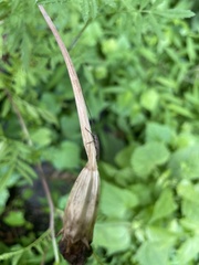 Hippopsis lemniscata