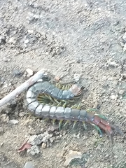 Scolopendra cingulata