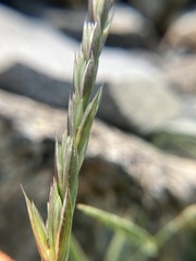Elymus violaceus