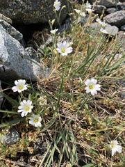 Cerastium beeringianum