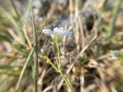 Cerastium beeringianum