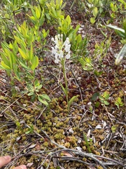 Platanthera blephariglottis blephariglottis