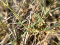 Cerastium beeringianum