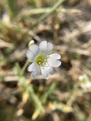 Cerastium beeringianum