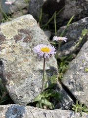 Erigeron grandiflorus