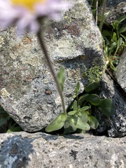 Erigeron grandiflorus