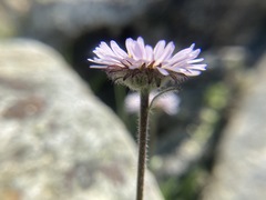 Erigeron grandiflorus