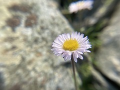 Erigeron grandiflorus