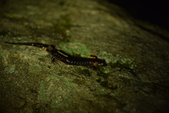 Desmognathus imitator