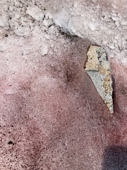 Chlamydomonas nivalis