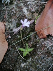 Pinguicula heterophylla