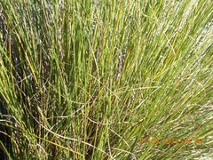 Chionochloa rigida rigida
