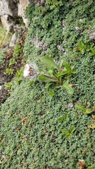 Erigeron neglectus