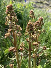 Micranthes hieraciifolia