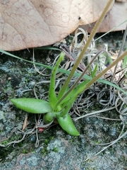 Pinguicula heterophylla