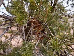 Arceuthobium divaricatum