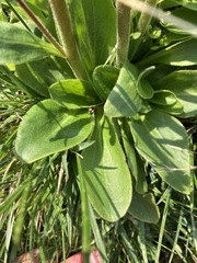 Micranthes hieraciifolia