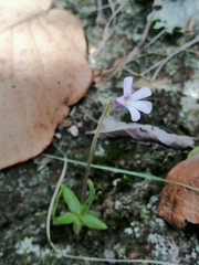 Pinguicula heterophylla