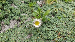Erigeron neglectus