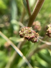 Micranthes hieraciifolia