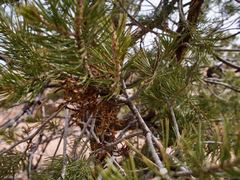 Arceuthobium divaricatum