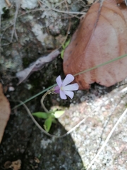 Pinguicula heterophylla