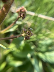 Micranthes hieraciifolia