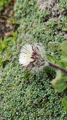 Erigeron neglectus