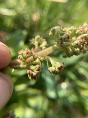 Micranthes hieraciifolia