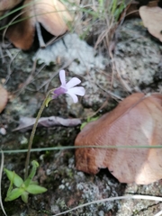 Pinguicula heterophylla