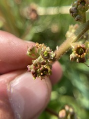 Micranthes hieraciifolia