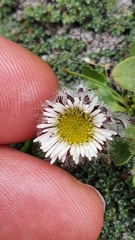 Erigeron neglectus