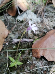 Pinguicula heterophylla